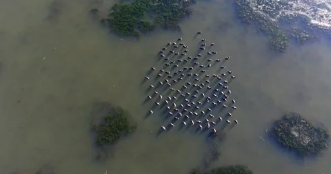 Ducks Swimming Between Small Algae Islands In Vast Swamp Area Ice Cold Water Top Stock-Footage 300474557