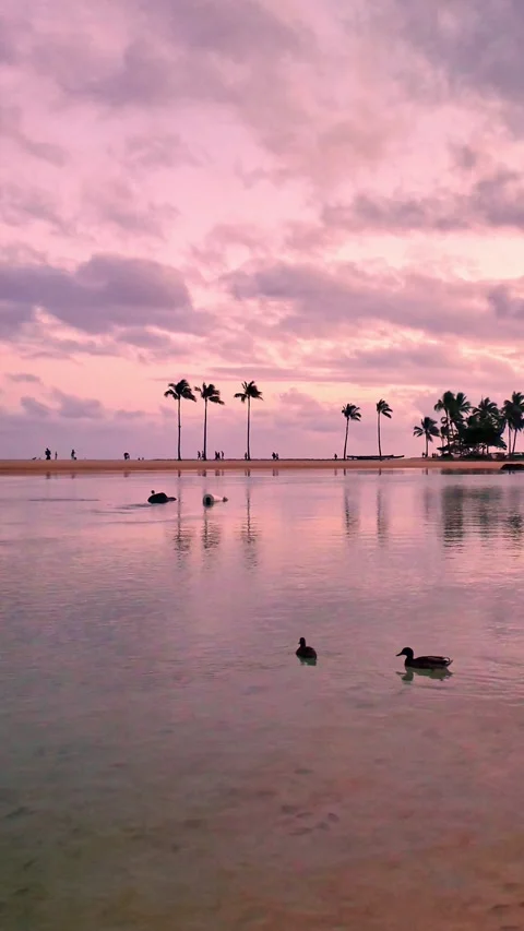 Ducks swimming in a calm lagoon during a pink sunset in Waikiki, Hawaii Video stock 336570038