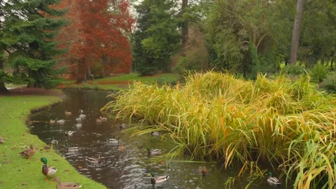 Ducks swimming in calm pond surrounded by colorful autumn foliage in peacef.. Stock Footage 337598010
