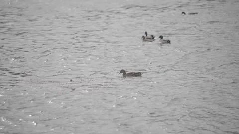 Ducks Swimming on Calm River Surface Stock Footage 333081435