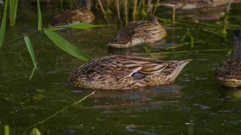 Ducks swimming calmly on the Ros River, Ukraine. Stock Footage 326375653