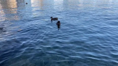 Ducks swimming calmly in the water without worry. Mallorca beach with marine Stock Footage 116744190