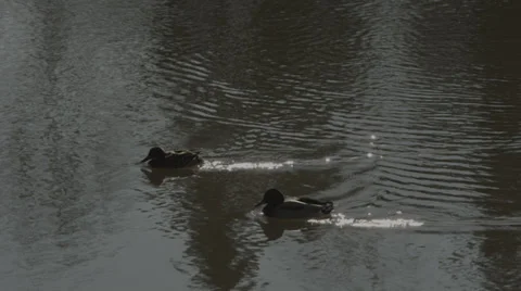 Ducks Swimming into Camera Blur Stock Footage 34370269