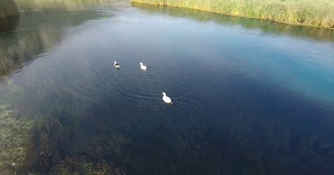 Ducks Swimming on Clean River Stock Footage 74413480