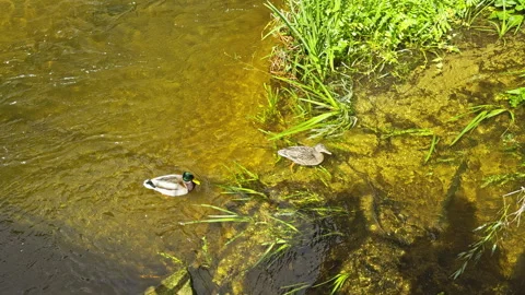 Ducks Swimming in a Clear Shallow River Video stock 274433944