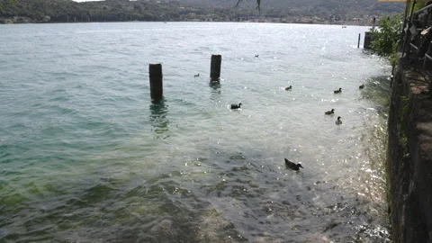 Ducks swimming in clear shallow waters of Lake Garda, Italy Stock Footage 341330065