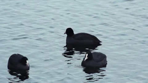 Ducks swimming in cold river Stock Footage 10701264