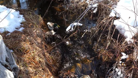 Ducks swimming in the creek. Video stock 106219787