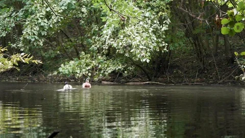 Ducks swimming, diving and flapping with their wings in a pond / lake Stock Footage 100106132