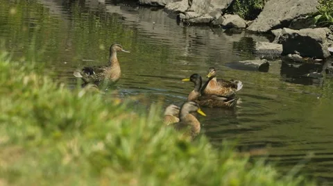 Ducks Swimming at a Duck Pond Stock Footage 40974027
