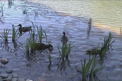 Ducks swimming 動画素材 116885