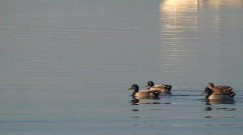 Ducks swimming Video stock 118070