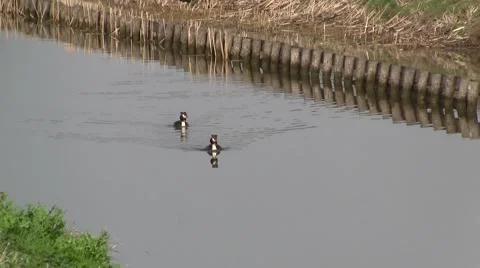 Ducks swimming  Stock Footage 2545879