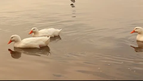 Ducks swimming Stock Footage 11123195