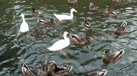 Ducks Swimming Stock Footage 12701194
