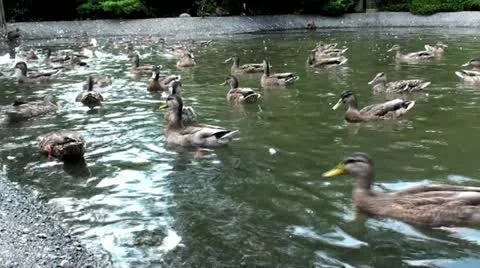 Ducks Swimming Stock Footage 12717214