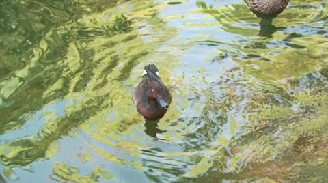 Ducks Swimming Video stock 19328140