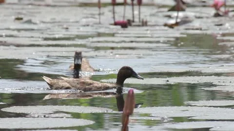 Ducks swimming 库存影片 21880117
