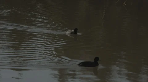Ducks Swimming Video stock 34370418