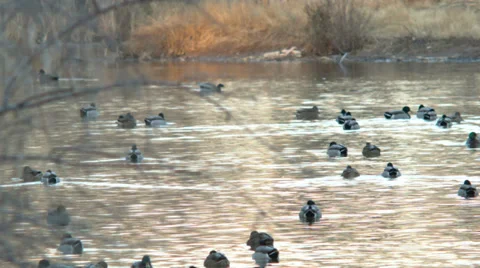 Ducks swimming Stock Footage 35970864