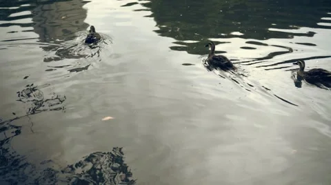Ducks swimming Stock Footage 54896562