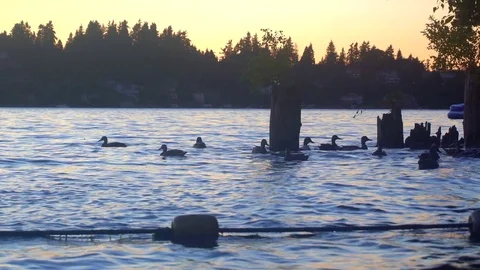 Ducks Swimming Stock Footage