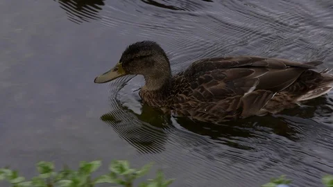 Ducks swimming Stock Footage 86681702