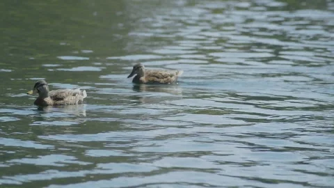 Ducks Swimming Stock Footage 104224496