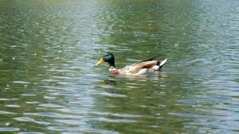 Ducks swimming Stock Footage 127271398