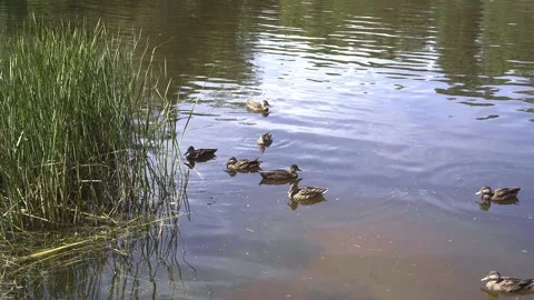 Ducks swimming Stock Footage 162129550