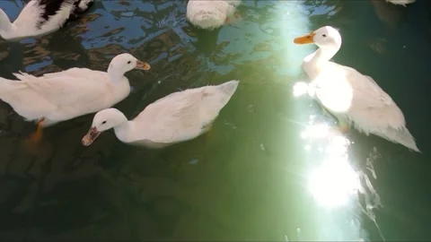 DUCKS SWIMMING 스톡 동영상 197175057