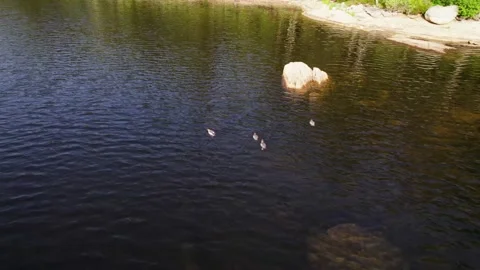 DUCKS SWIMMING Vídeos de archivo 210183794
