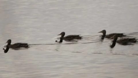 Ducks Swimming Stock Footage 240645522