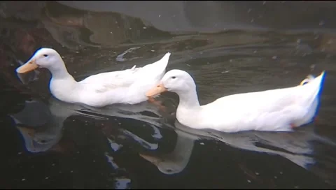 Ducks swimming Stock Footage 255819975