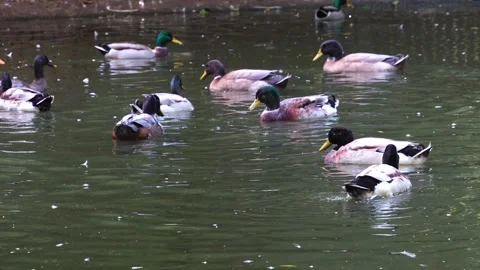 Ducks swimming  Stock Footage 259990630