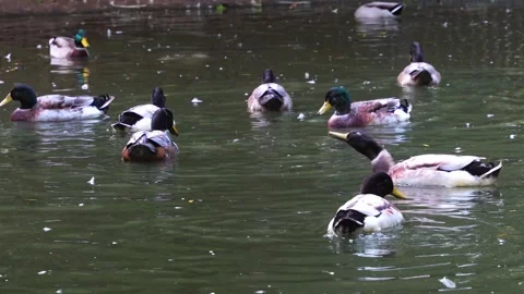 Ducks swimming Stock Footage 260124970