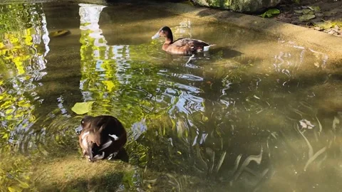 Ducks swimming Stock Footage 295199297