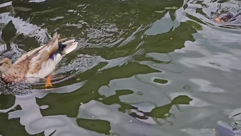 Ducks swimming Stock Footage 296846315