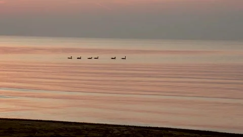 Ducks swimming Stock Footage 315416988