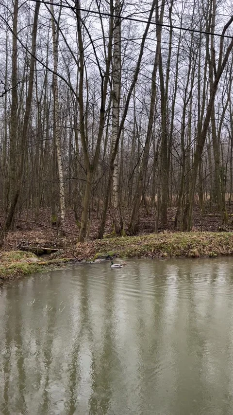 Ducks swimming in forest pond Stock Footage 305116001