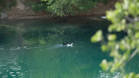 Ducks swimming in Halfetide Stock Footage 294104453