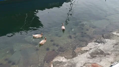 Ducks Swimming by the Jetty Stock Footage 204797863