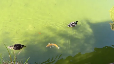 Ducks Swimming in Koi Fish Pond - Static Daytime View Stock Footage 346426351