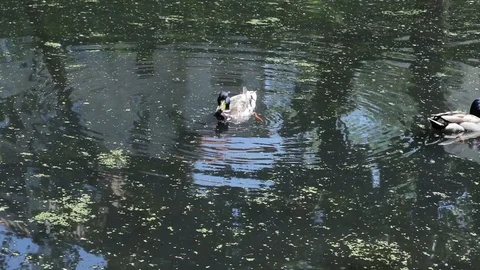 Ducks Swimming In Lake, Close Up Stock Footage 91699994