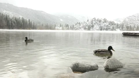 Ducks Swimming in Lake During Winter in Yosemite, with Snow Covered Mountains Stock Footage 145450019