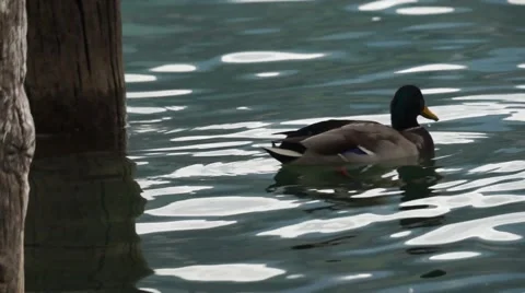 Ducks swimming in lake Stock Footage 49042880