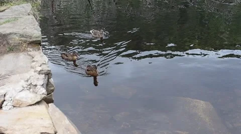 Ducks swimming in a lake Stock Footage 52741820