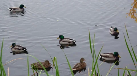 Ducks swimming in a lake Stock Footage 68633453