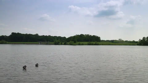 Ducks Swimming in Lake Video stock 68943330