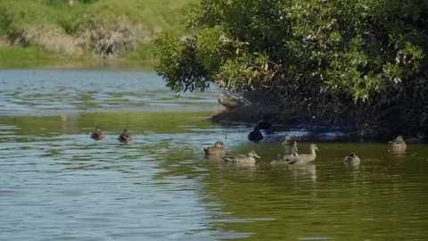 Ducks swimming on a lake Stock Footage 73022700